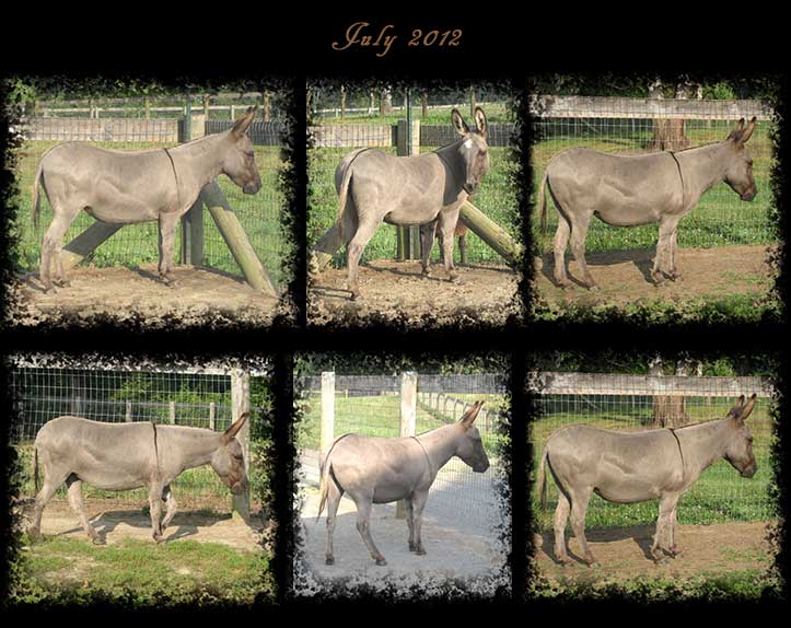 Critter Haven Farm Miniature Donkeys